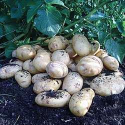 S A L A D CHARLOTTE Charlotte seed potatoes are a classic salad potato, justifiably very popular with pear-shaped, yellow-skinned, small potatoes with a gorgeous