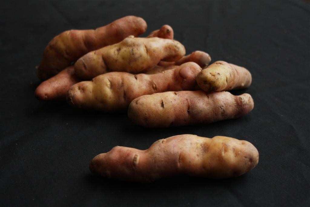 Even when they have been stored, Pink Fir Apple potatoes retain a new potato taste well into the new year.