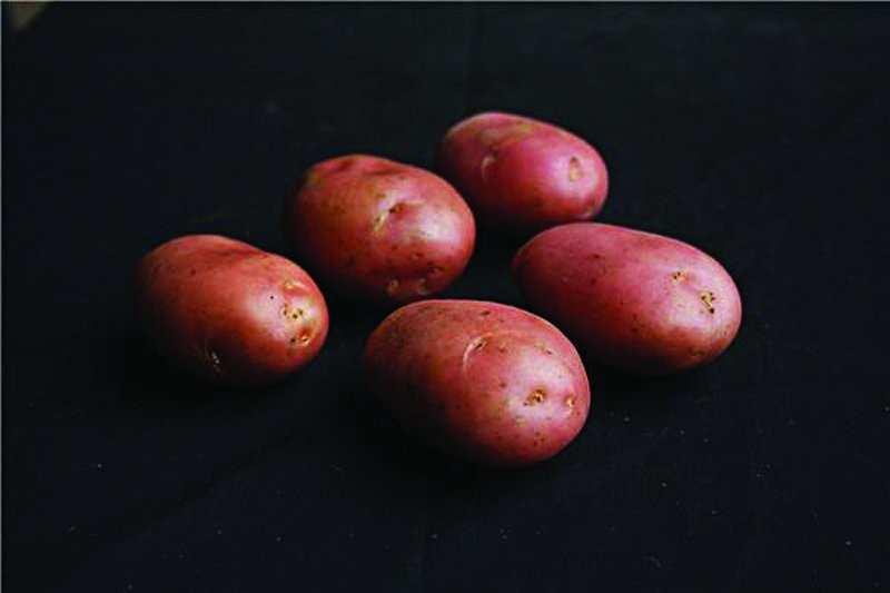 M A I N C R O P CARA Cara seed potatoes are still one of the most popular maincrop varieties due to their excellent resistance to blight. Cara tubers are round, with white skin and pink eyes.