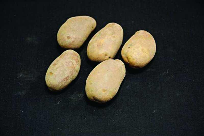 DESIREE Desiree seed potatoes produce oval, red-skinned tubers with pale yellow flesh. Medium dry matter, firm cooked texture, good boiling, fresh French fry and mashing quality.