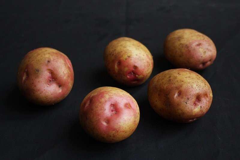 M A I N C R O P KERRS PINK Kerrs Pink seed potatoes are a very popular variety both in Scotland and Ireland, due to their dry and floury nature.