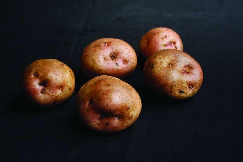 Once cooked, King Edward potatoes rarely discolour and offer a broad range of uses Often copied but never beaten, it s not hard to see why King Edward potatoes have been around for a century a great,