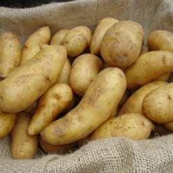 M A I N C R O P MAXINE Maxine seed potatoes produce beautiful round tubers with red skins and waxy, white flesh.