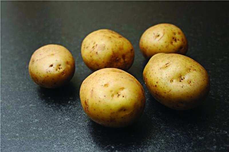 Exceptional variety for chips and roasting, can be boiled, but is better if steamed due to their delicate flesh.