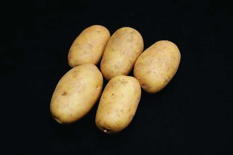 M A I N C R O P PENTLAND CROWN Pentland Crown seed potatoes produce large numbers of bold white tubers that have a floury texture of flesh.