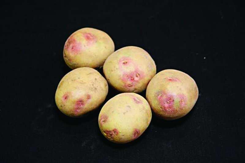 PENTLAND DELL Pentland Dell seed potatoes were the second variety to be produced from the Pentland field station.