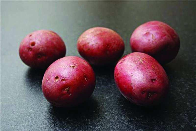 M A I N C R O P SARPO MIRA Sarpo Mira seed potatoes are the most blight-resistant potato variety available in the UK.