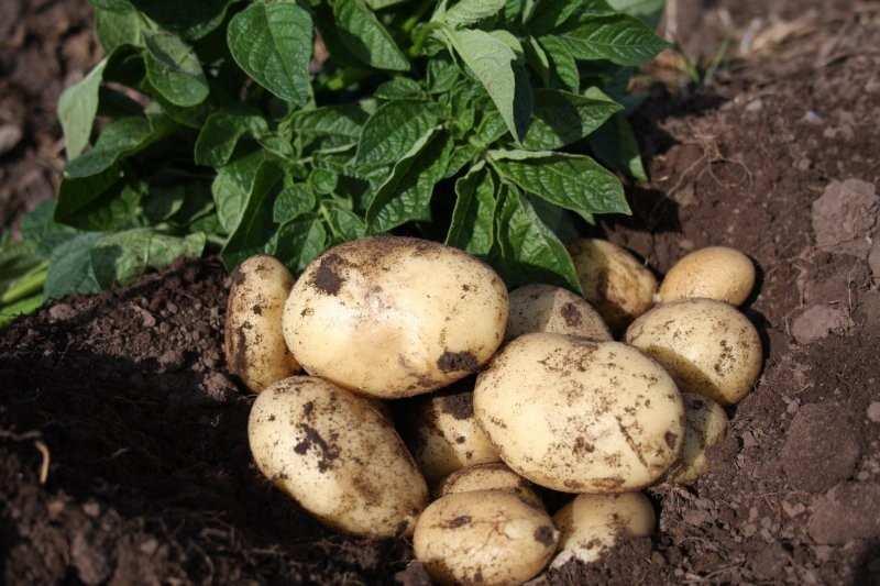 ARRAN PILOT Arran Pilot seed potatoes are the nation s favourite garden-grown variety.