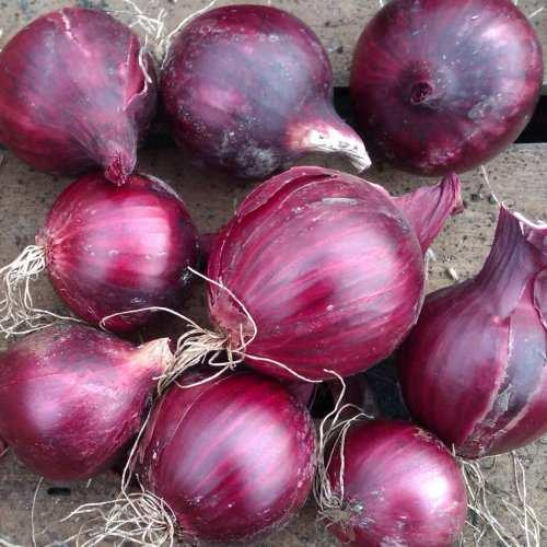 O N I O N S, S H A L L O T S & G A R L I C ORION (ONION) An excellent variety, producing high-quality bulbs.