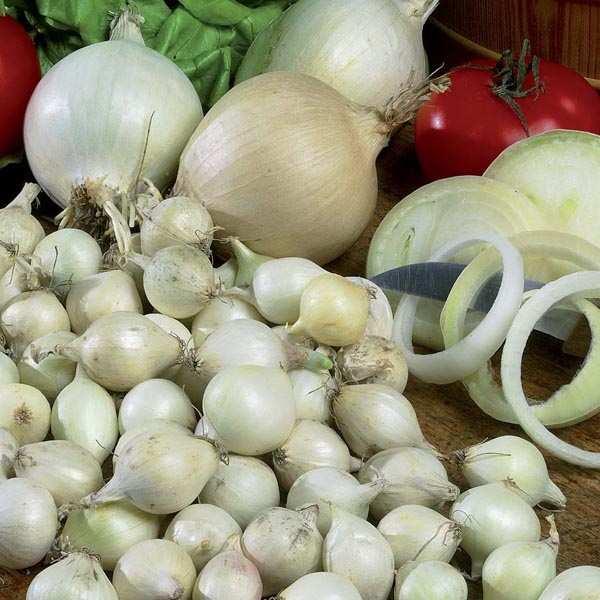 RUMBA (ONION) Rumba onion sets are a top performing main crop variety that are ideally suited to growing in