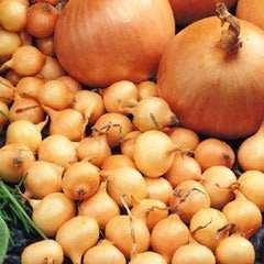 O N I O N S, S H A L L O T S & G A R L I C STURON (ONION) A very nice, round, golden-yellow onion with good storage