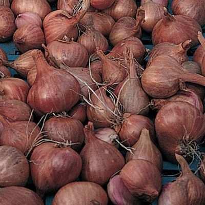 The brown-skinned bulbs are great for cooking, and they store well over the winter months.
