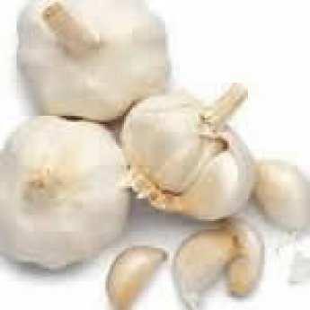 ELEPHANT (GARLIC) Elephant garlic can grow to 150 mm (6") across and weigh over a kilogram (2¼ lb).