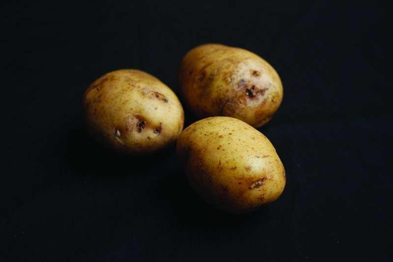 F I R S T E A R L I E S DUNLUCE Dunluce seed potatoes were first bred by Jack Clarke (who famously bred the Ulster range of potatoes) back in 1976.