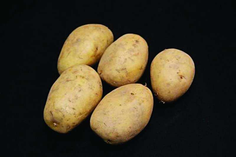 ORGANIC COLLEEN A great all-round Irish potato with good disease resistance. Yellow flesh and skin, excellent for boiling and frying.
