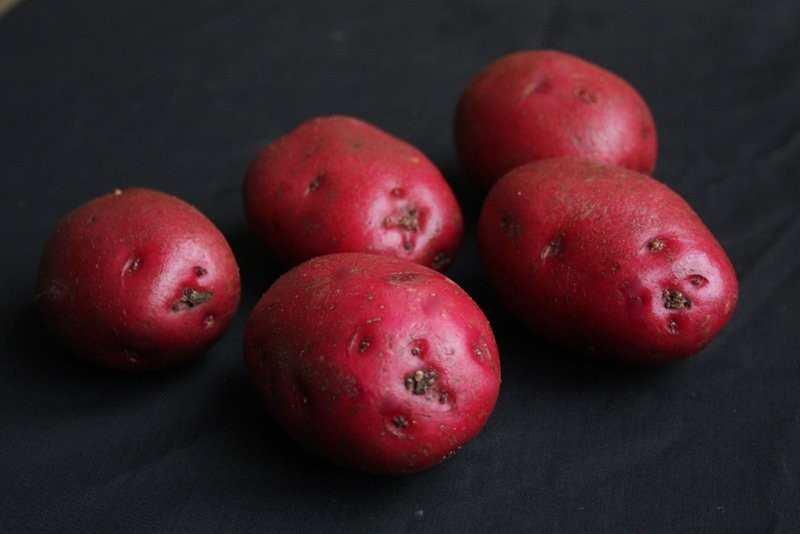 F I R S T E A R L I E S PREMIERE Premiere seed potatoes are a high-yielding, first early variety, oval-to-round in shape, with shallow eyes.