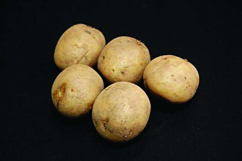 ULSTER PRINCE Ulster Prince seed potatoes are a famous first early variety, first listed in 1947 and were renowned for their boiling qualities when cooked straight after harvest.