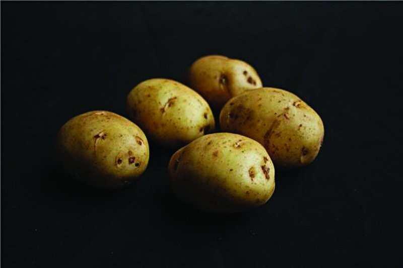 S E C O N D E A R L I E S BONNIE Bonnie seed potatoes are well known for early production of bold, even-sized tubers making them a must-have for any serious showbench potato exhibitor.