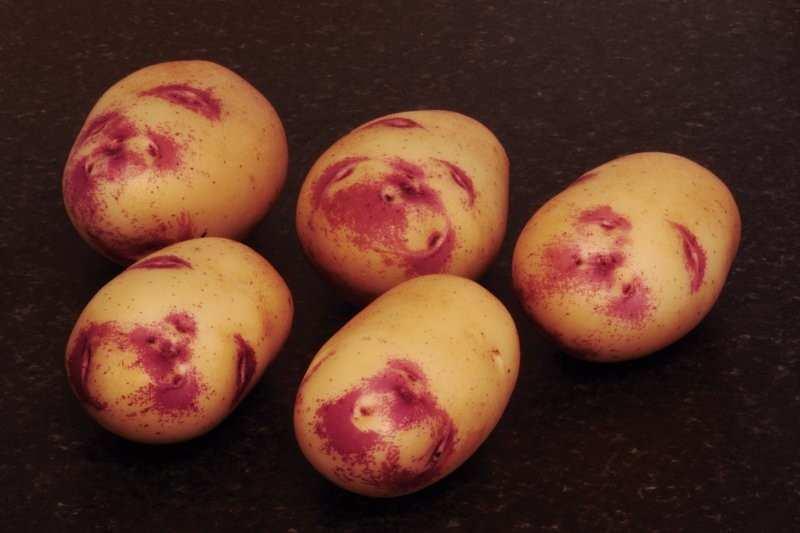 Estima potatoes show good resistance to growth cracks and secondary growth, and are one of the most popular potato varieties in the UK.