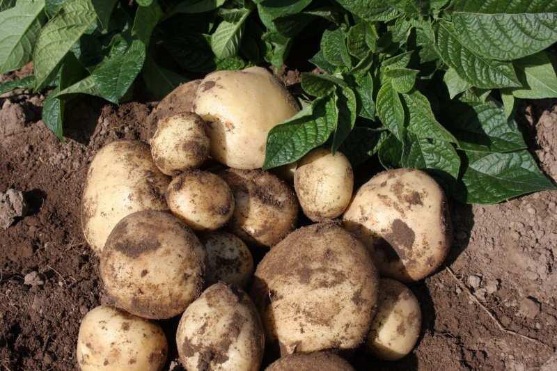 S E C O N D E A R L I E S MARFONA Marfona seed potatoes are a high-yielding, second early variety which produce consistently large crops of waxy textured potatoes perfect for baking with, whilst also