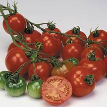, beefsteak-type, red tomatoes grow on plants that will require support due to the sheer weight of the fruit.