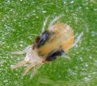 Pests of current interest Old Potential spider mites spotted