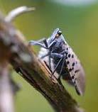 Spotted lanternfly:
