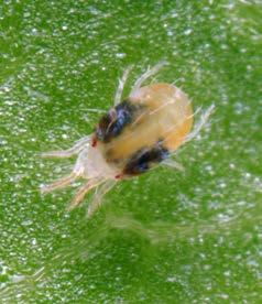 Recent problems with old pest: mites Two-spotted