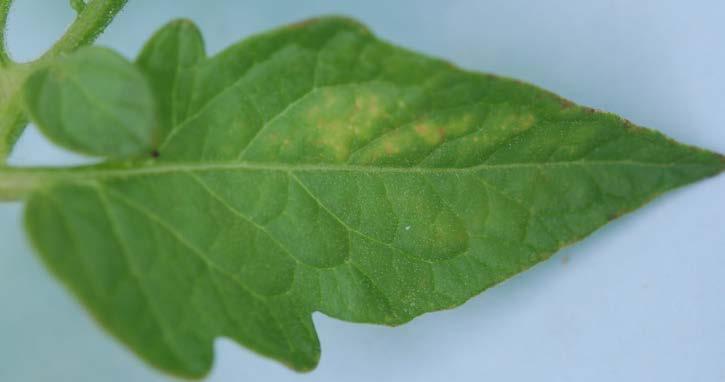 Two-spotted spider mite Often overlooked Often
