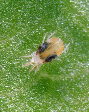 Two-spotted spider mite: