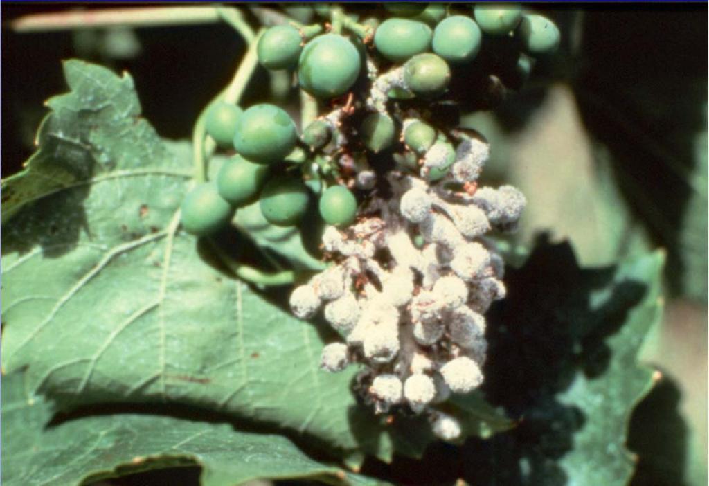 Most Critical Period For Controlling Grape Diseases With