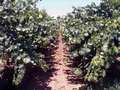 TAKE HOME MESSAGE: Effective vineyard nitrogen