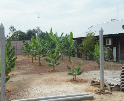 ECONOMIC ACTIVITIES The main economic activity in Yong Peng is agriculture. People in Yong Peng are mostly farmers. They plant jackfruits, durian, watermelon, oil palm and rubber trees.