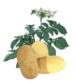 Lady Anna is not sensitive for bruising, scab resistant and sprang resistant. Moreover, Lady Anna is resistant to potato nematodes (A, B, C and D).