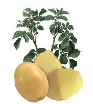 THE revolution for the potato market: Tasty, Healthy and Easy.