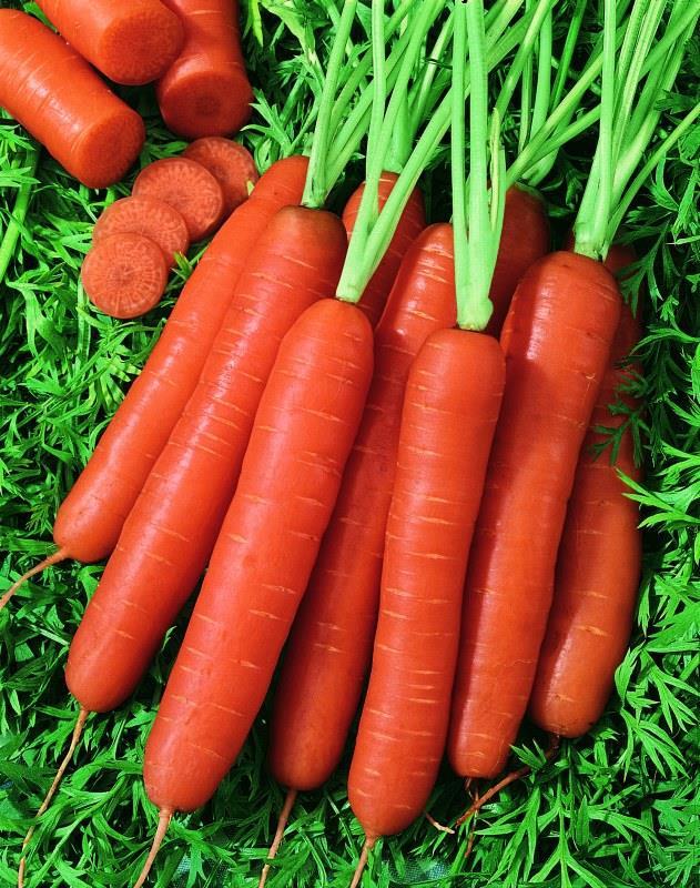 JITKA F1 Medium late hybrid, 135 days Berlikum type High yield of large, consistent roots Carrot may also be prematurely harvested