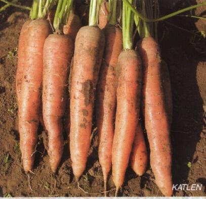Following varieties are not recommended for growing: NANTÉSKÁ heads turn green, roots crack,