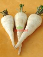 KONIKA Early variety, 160-170 days Short root (12-15cm), smooth, wide and conical Aromatic, white pulp with