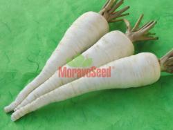 ALBA Medium-late to late variety, 175-195 days Medium-long root (15-18cm), rectangular shape, smooth white surface High resistance to branching Aromatic white pulp, no darkening even after processing