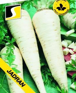 JADRAN Late variety, 193 days Long, elongated smooth root Long, semi-erect green tops High resistance to