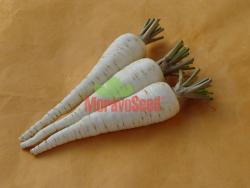 HANÁCKÁ Late variety, 180-200 days Medium-long, conical or club-shaped root (14-17cm), cream colour Aromatic pulp with compact white