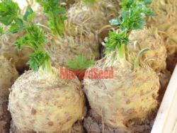 ALBIN Medium early, 140 days from planting Very high yield Grown for autumn harvest; large, round taproot (1kg) Resistance to: Bolting Medium to high resistance to leaf spot disease Taproot