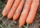 Carrot varietiesearly varieties Shorter vegetation period: 90-110 days Columnar shape, blunt root end (today, differences in shape are not important)