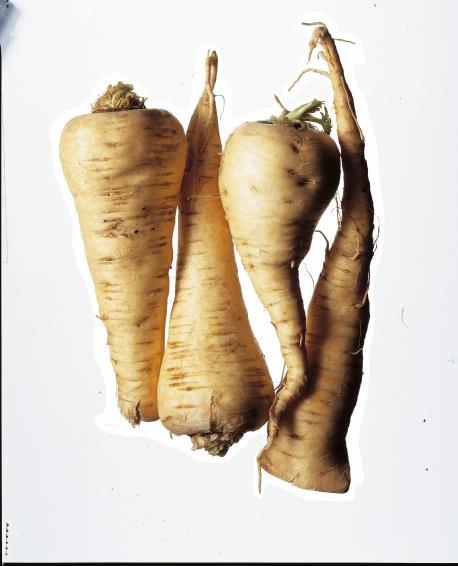 PARSNIP (Pastinaca sativa) Cultivated plants, came from wild