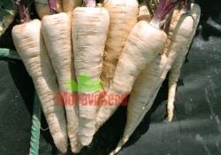 KAMO Medium-late variety, 160-180 days Direct consumption, processing, drying, long-term storage Medium-long root, conical, white; rich in
