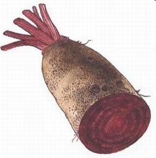 Columnar beetroots are easier for harvest as half of the taproot is above the ground; however, canning plants do not want these, bad