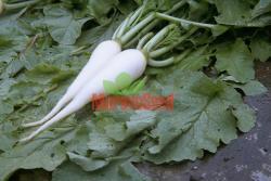 POLODLOUHÁ BÍLÁ Early to medium-early variety, 40-50 days Direct consumption Taproots: elongated, white surface White pulp,