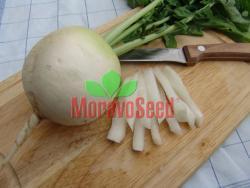 ACORD Very early summer radish, 55-65 days Direct consumption, short-term storage Round, mildly