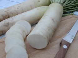 ALABASTER F1 Hybrid summer radish, 75-85 days Direct consumption, mid-term storage Very long taproot (40-45 cm), columnar shape, white surface White pulp, mild radish