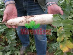 ASTOR Summer radish, 75-85 days Direct consumption, mid-term storage Very long taproot (35-40 cm), columnar shape White